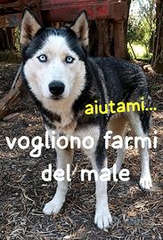 Giada husky 7 anni