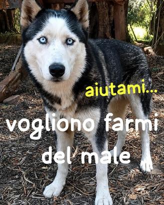 Giada husky 7 anni