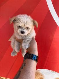 Maltese mini Toy maschio