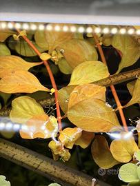 Ludwigia repens pianta rossa acquario + omaggio