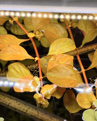 Ludwigia repens pianta rossa acquario + omaggio