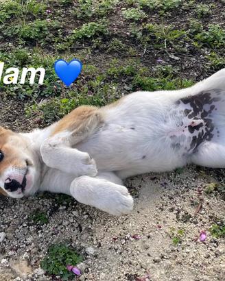 Cane cucciolo adotta 3 mesi