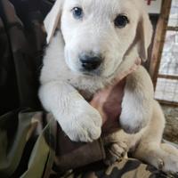 Alabai / Patou-Caucaze