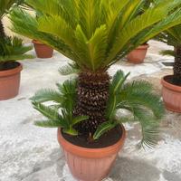 Cycas