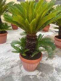 Cycas