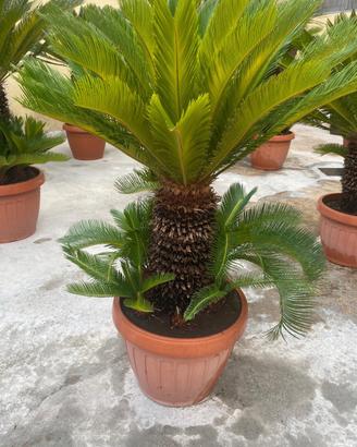 Cycas