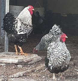 Galline Wyandotte argento