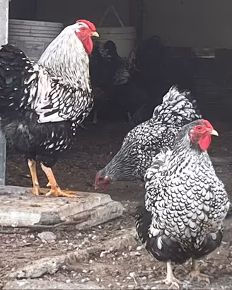 Galline Wyandotte argento