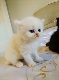gattini persiani 
