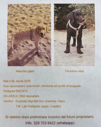 Labrador Retriever Cuccioli