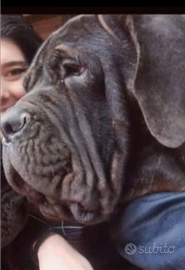 Cucciolone mastino napoletano