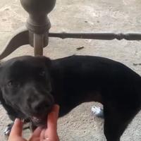 Cucciola meticcia cane da caccia