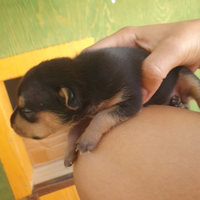 Cuccioli Pincher
