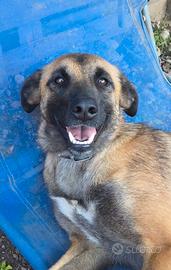 Lucy cucciolona simil malinois