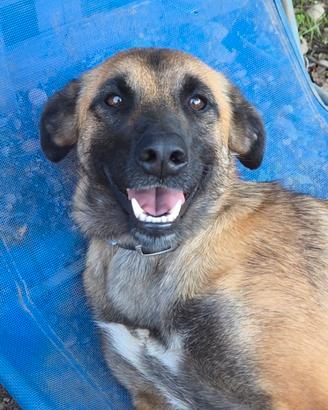 Lucy cucciolona simil malinois
