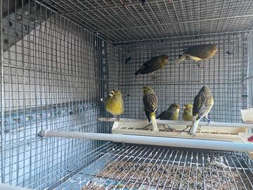 Canarini Timbrado spagnolo