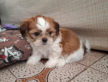 Cuccioli di shi tzu