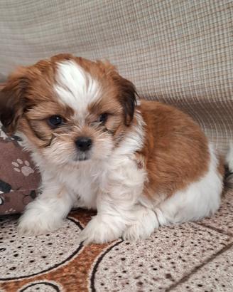 Cuccioli di shi tzu