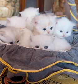 Gatti British/Scottish