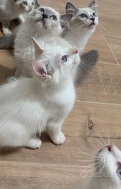 Ragdoll