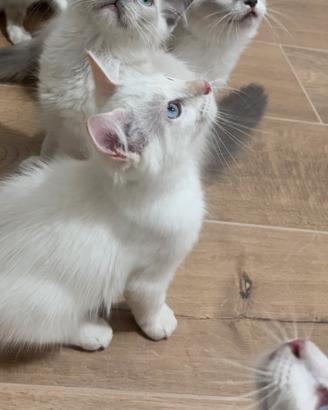 Ragdoll