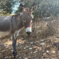 Asini di razza sarda