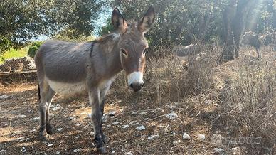 Asini di razza sarda