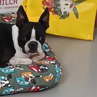 Boston Terrier