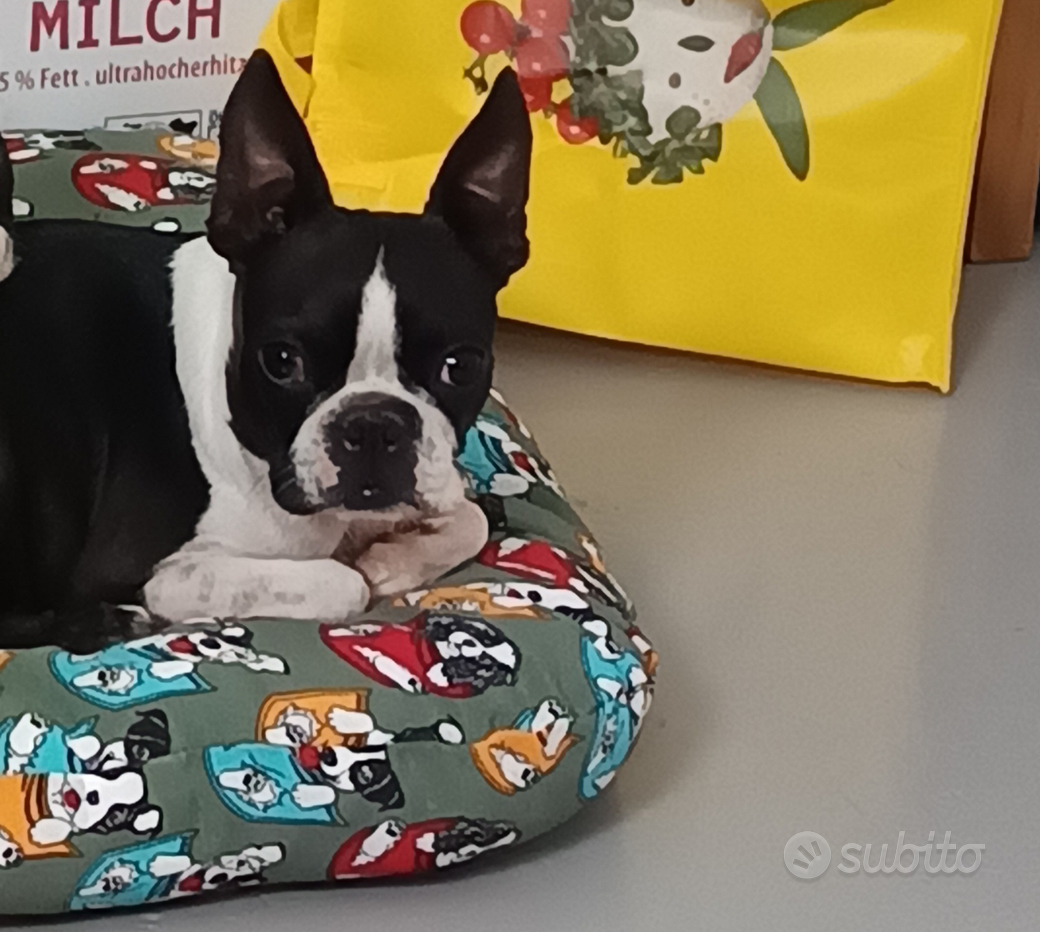 Boston Terrier Cuccioli in vendita