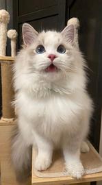 Cucciolo ragdoll