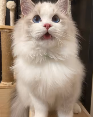 Cucciolo ragdoll
