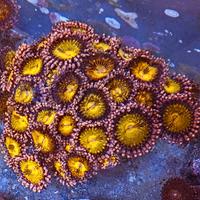 Zoanthus, diverse varietà - marino