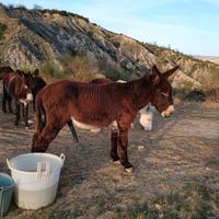 Asino di martina franca