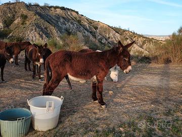 Asino di martina franca