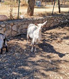 Capra e capretto