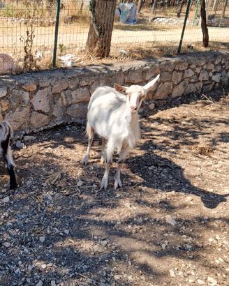 Capra e capretto