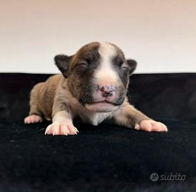 Bull terrier miniature