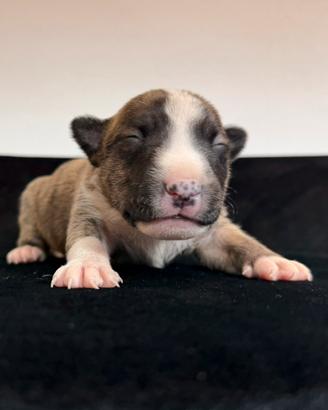 Bull terrier miniature