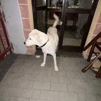 Maremmano incrociato a Labrador