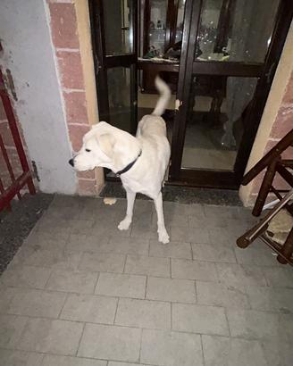 Maremmano incrociato a Labrador