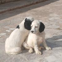 Cuccioli e cuccioloni di setter inglese