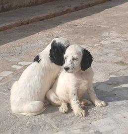 Cuccioli e cuccioloni di setter inglese