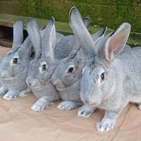 Coniglio da riproduzione