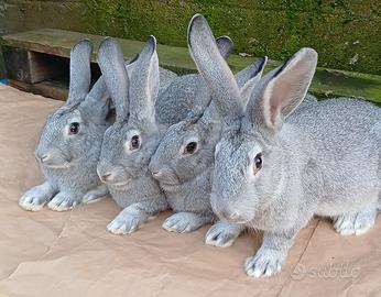 Coniglio da riproduzione