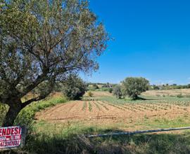 Terreno agricolo a Roseto degli Abruzzi