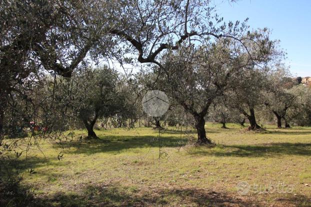 TER. AGRICOLO A SANT'ANGELO ROMANO