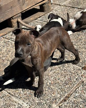 Cucciolo Pitbull