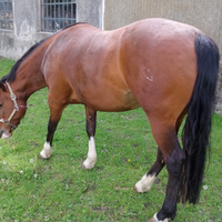 Cavalla Criolla