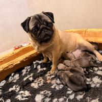 Carlini cuccioli con pedigree