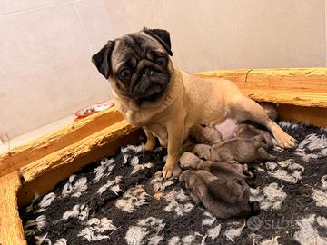 Carlini cuccioli con pedigree